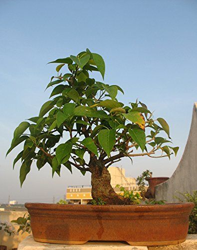 Bodhi Tree (Ficus Religiosa) Bonsai Tree Seeds, Fresh Rare Bonsai Tree Seeds.