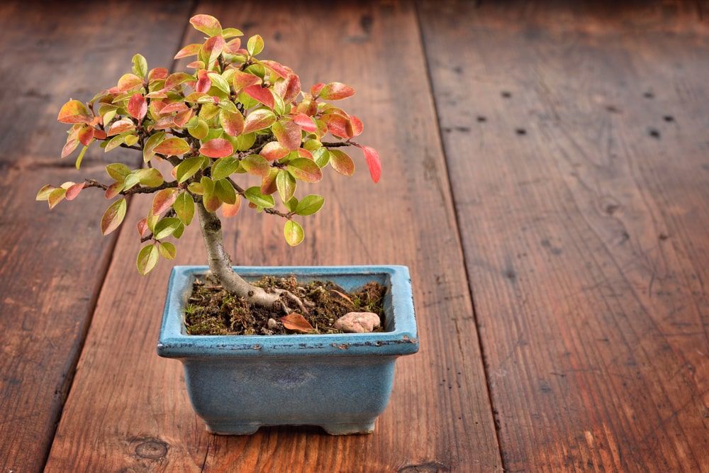 Small bonsai Cotoneaster integerrimus in blue ceramic pot on wooden background. Bonsai with autumn leaves.