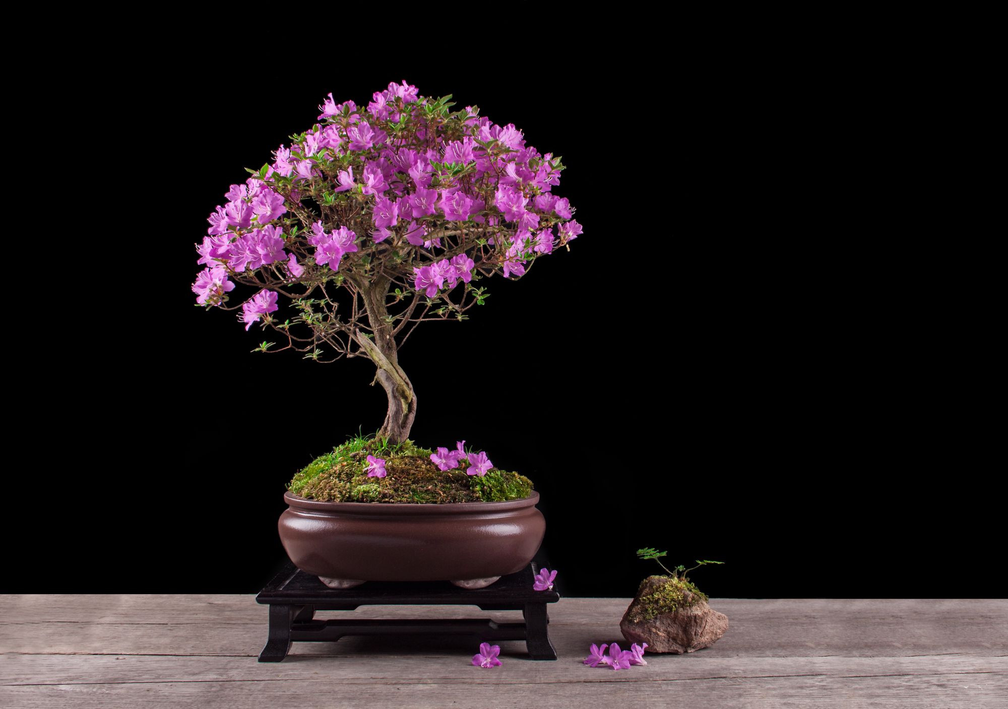 Purple flowering bonsai tree planted in a rounded pot and a rock on the pavement beside it