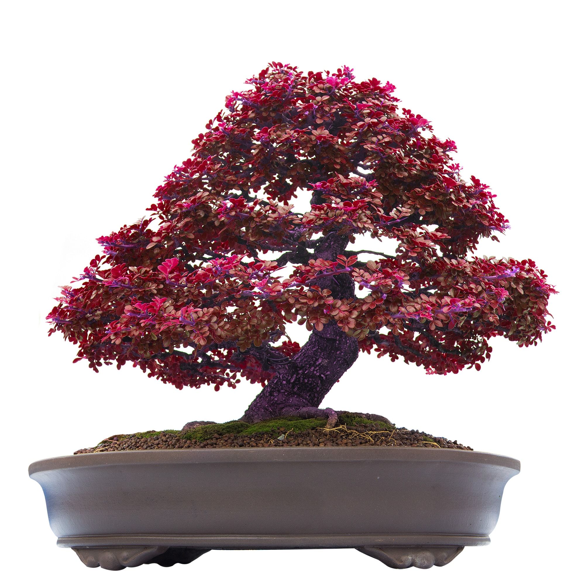 Maroon colored leaves of a bonsai tree planted in a large elliptical modern pot