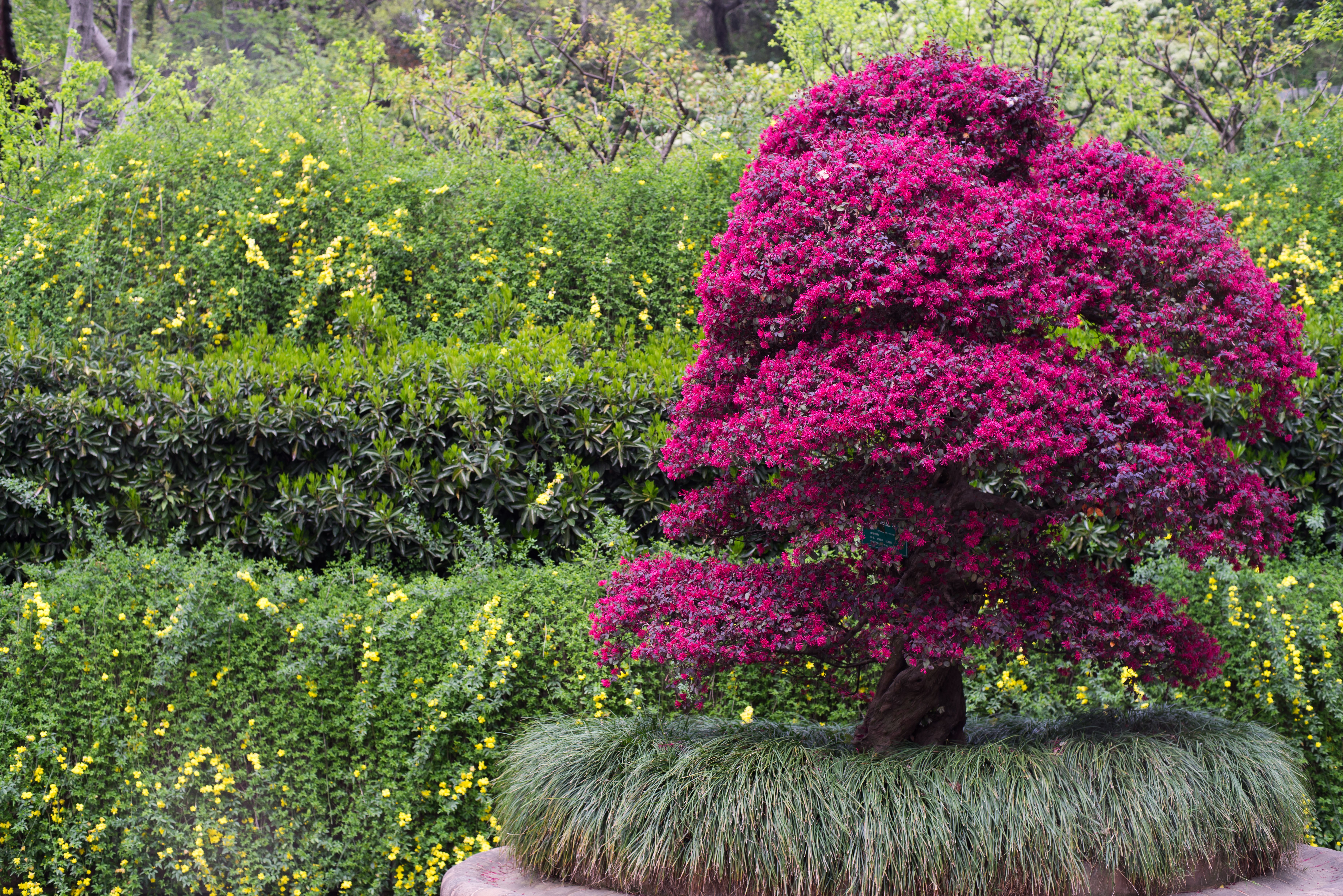Large bonsai blossoming in maroon colored flowers situated outdoor with bush on the background