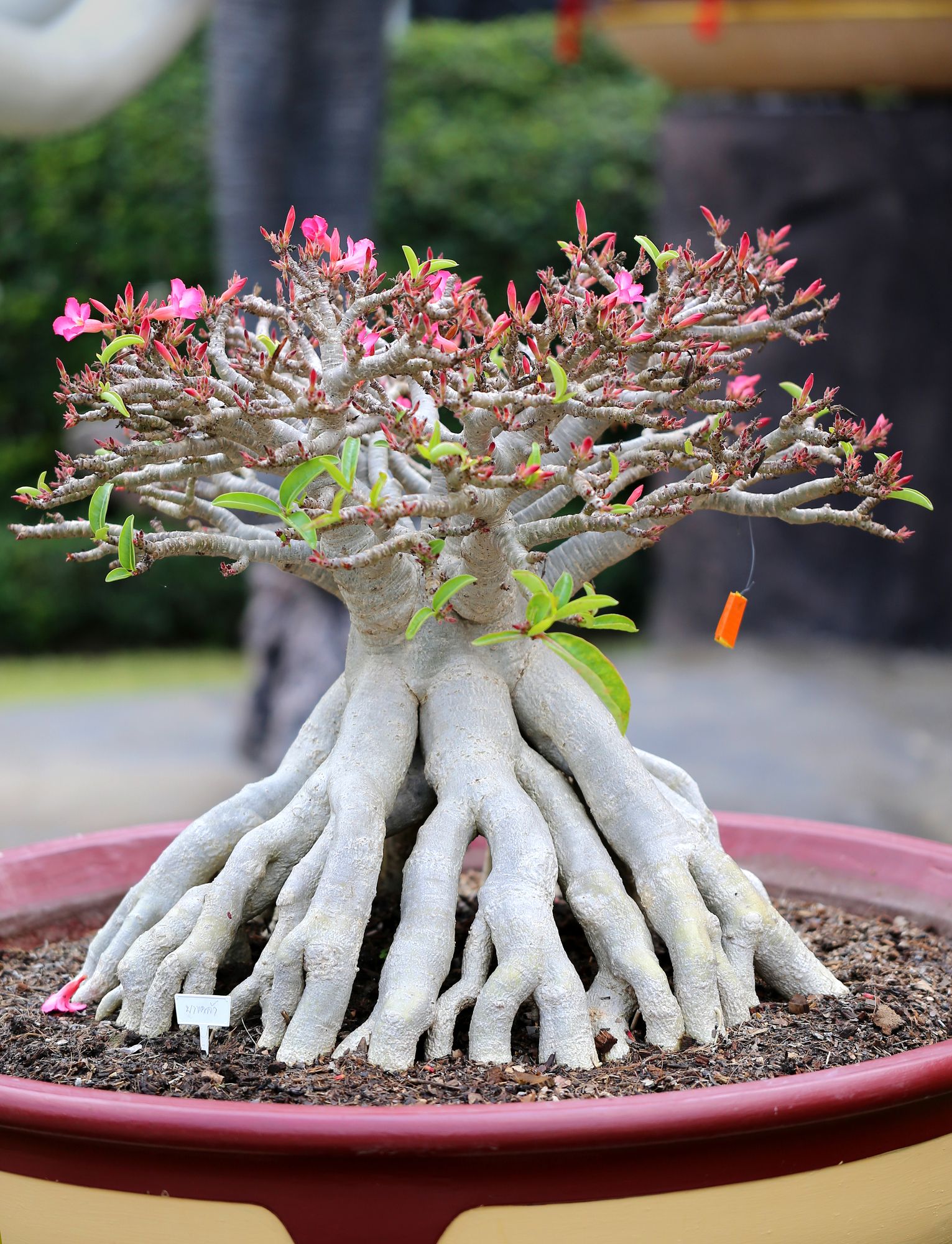 Bonsai roots going up serves as foundation and blooms in cute little pink flowers