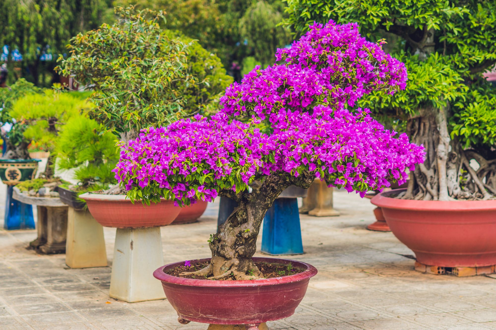 Bonsai planted in a large rounded red pot situated outside surrounded with several bonsai trees