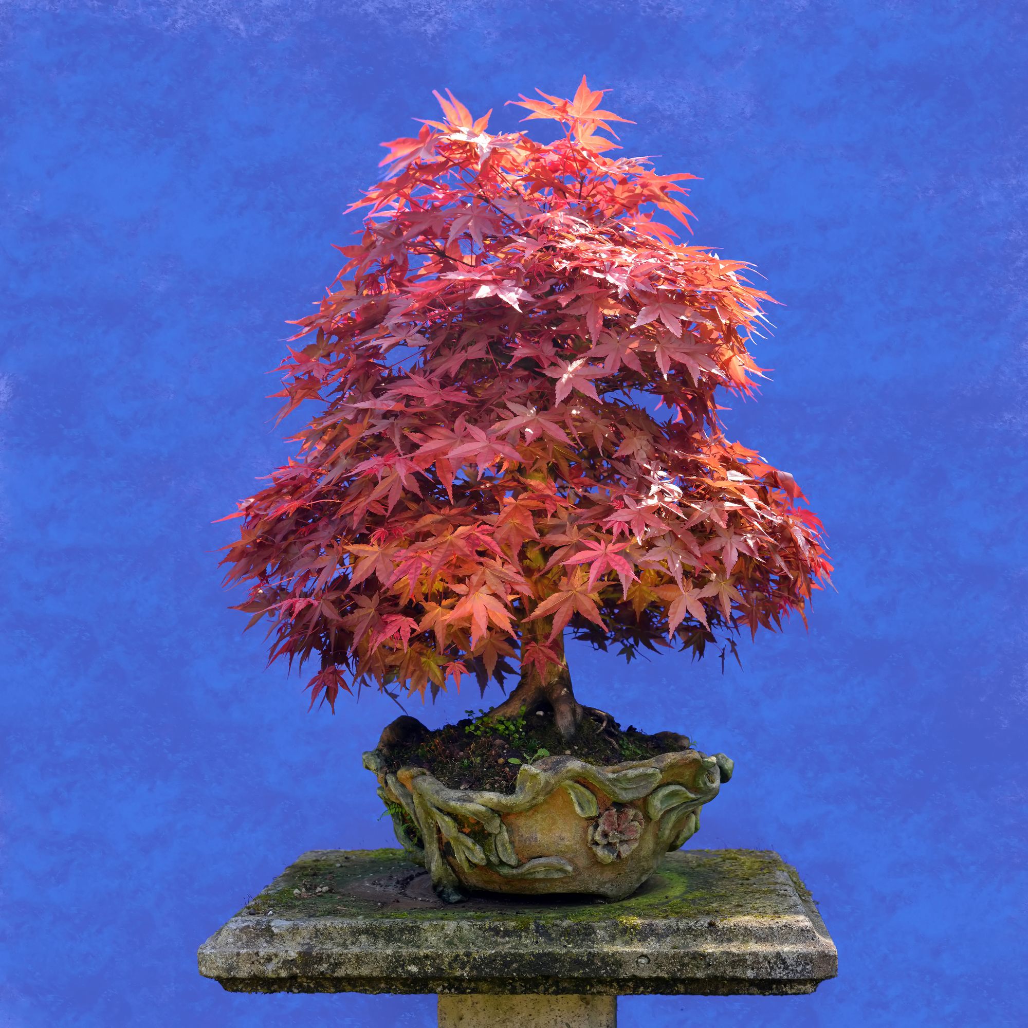 Maple bonsai tree planted in an old pot placed in a cemented platform