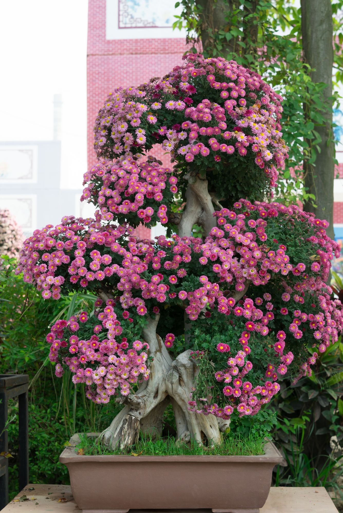 Large bonsai tree with many pink flowers situated outside 