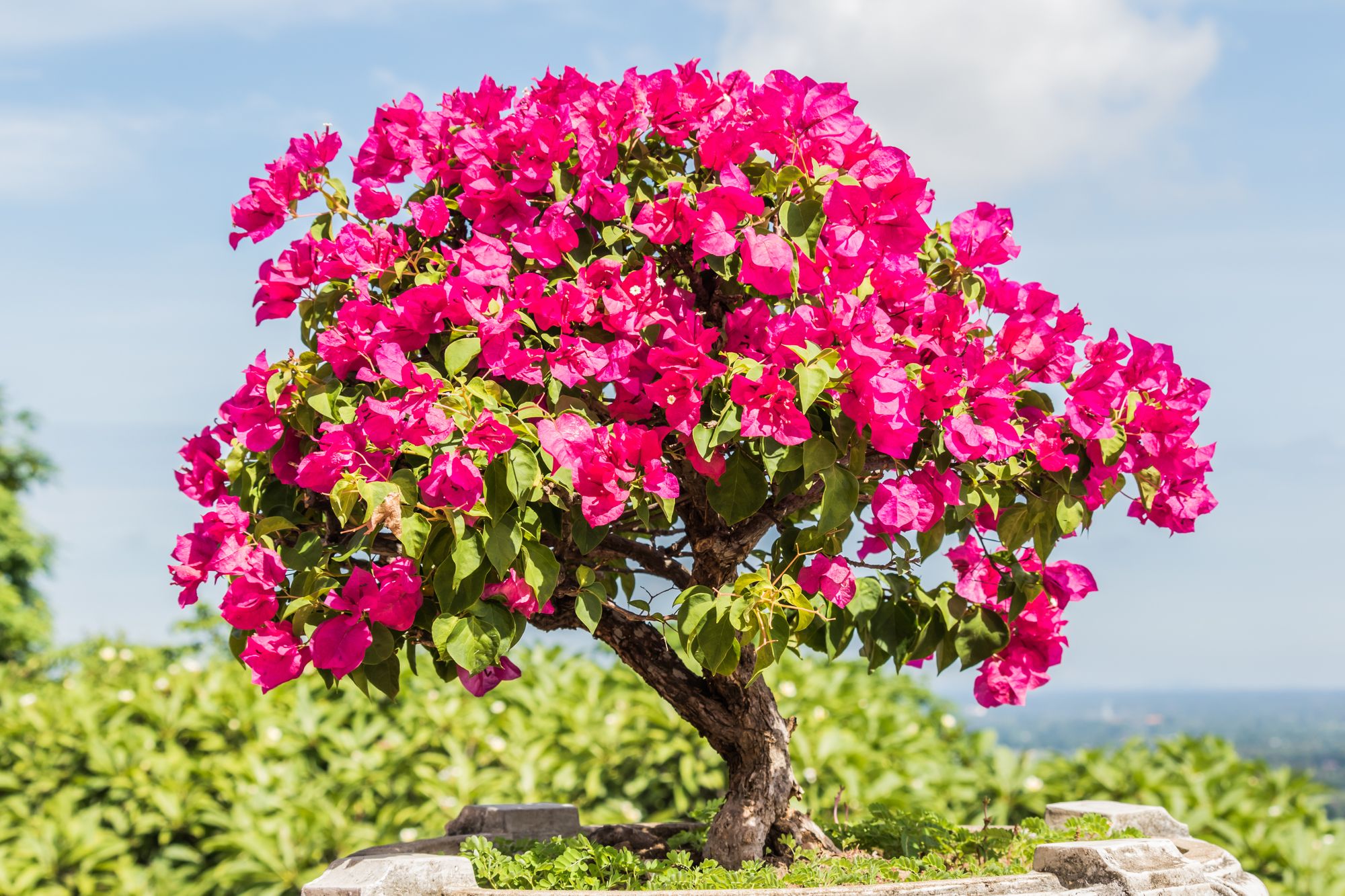 Pink flowering bonsai tree planted in a brick made round pot 