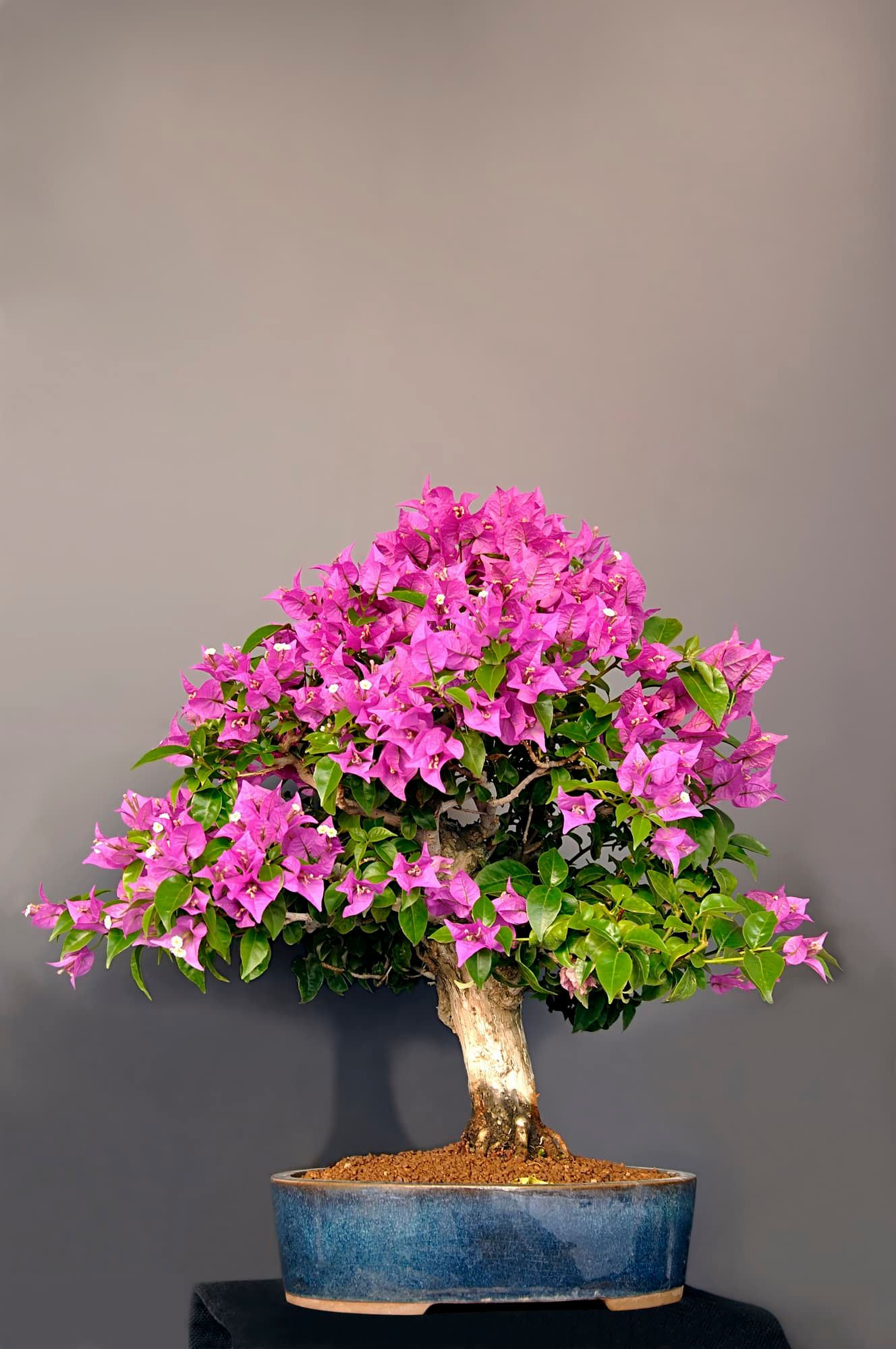 Purple bougainvillea bonsai tree planted in a small elliptical pot