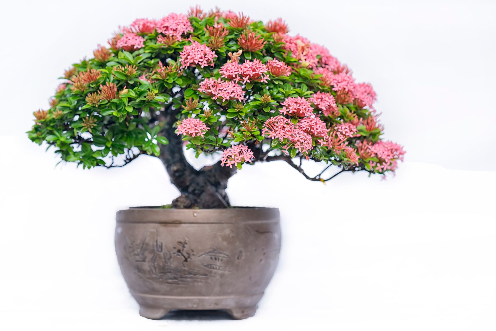 Bonsai planted in a vintage type of rounded pot blooming in pinkish flowers