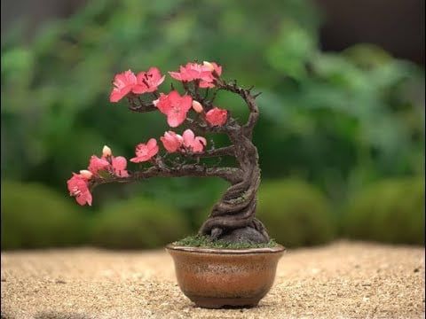 Little bonsai tree with twisted trunk and branches pointing to the left blooming with pink flowers