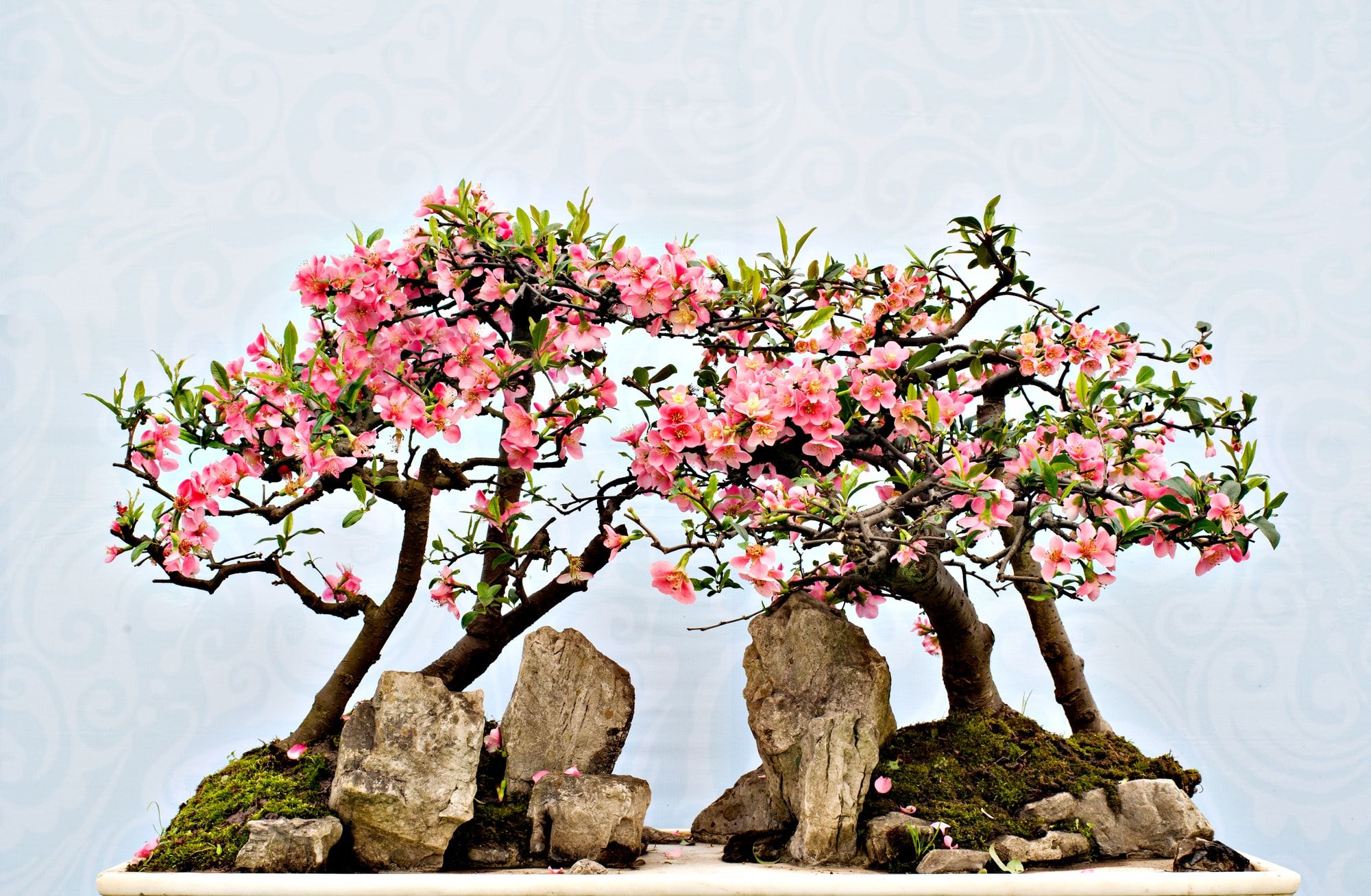 Bonsai pink flowering reaching for each one situated in a landscape with rocks 