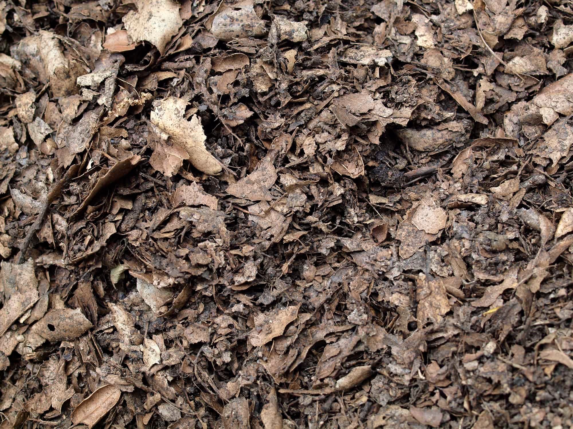 Leaf compost mulch pattern for background.