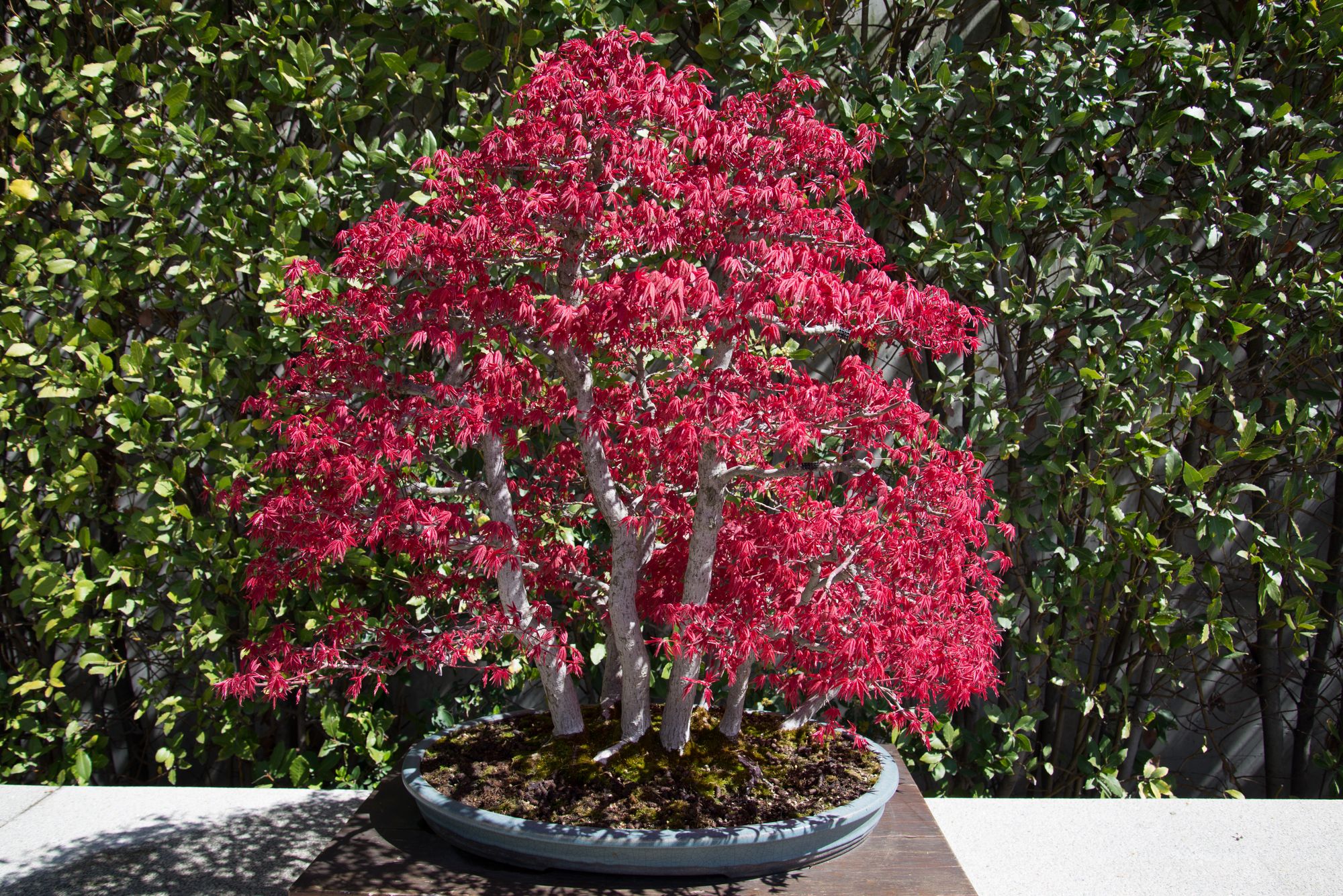 Maroon colored leaves of a bonsai tree with white trunk planted in a round flat surface