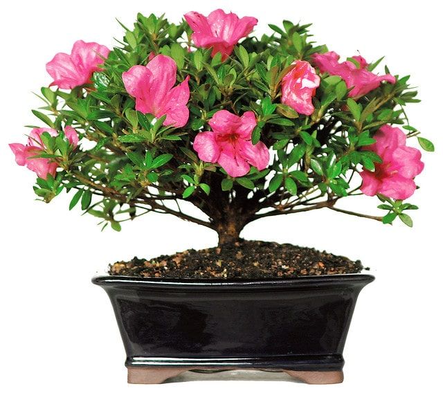 Small bonsai tree blooming with pink flowers planted in a shiny rectangular shaped pot