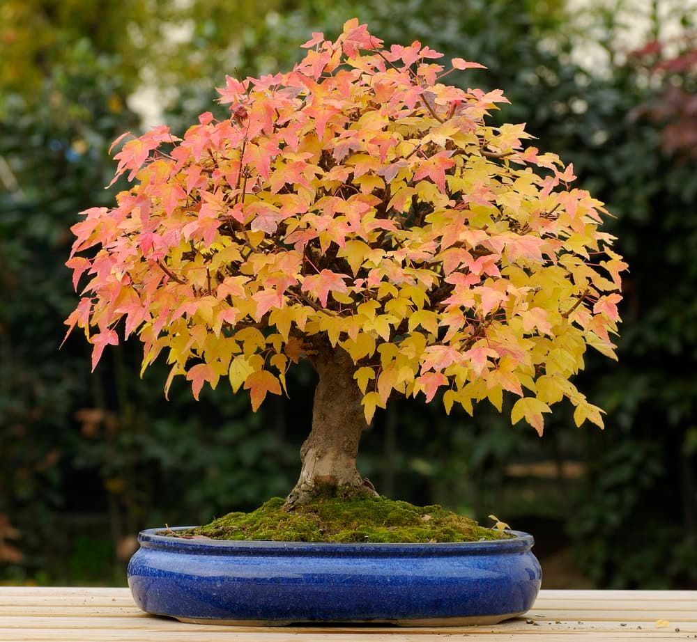 Maple tree bonsai