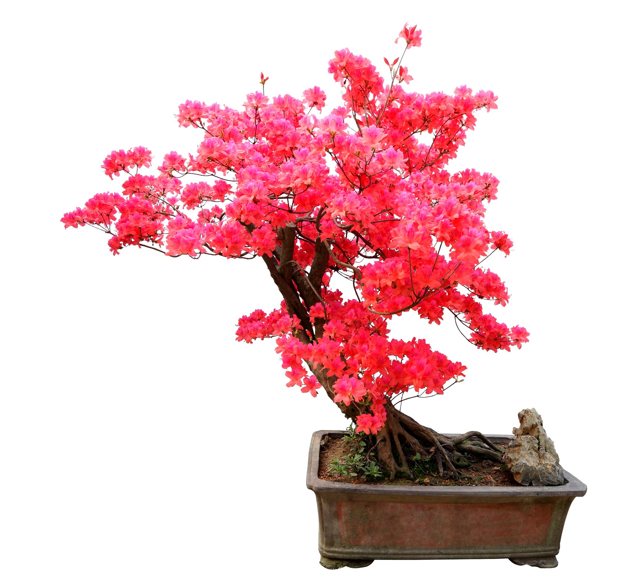 Slanting trunk of a pink flowering bonsai tree planted in a rectangular old pot