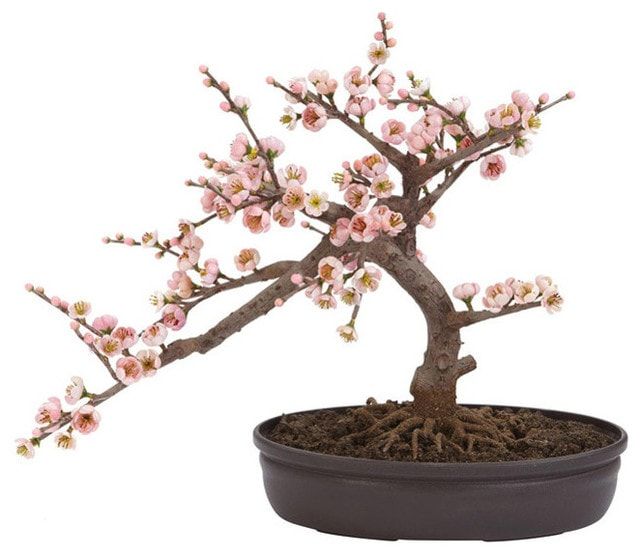 Slant direction of bonsai branch with several peach flowers blooming planted in a rounded modern pot
