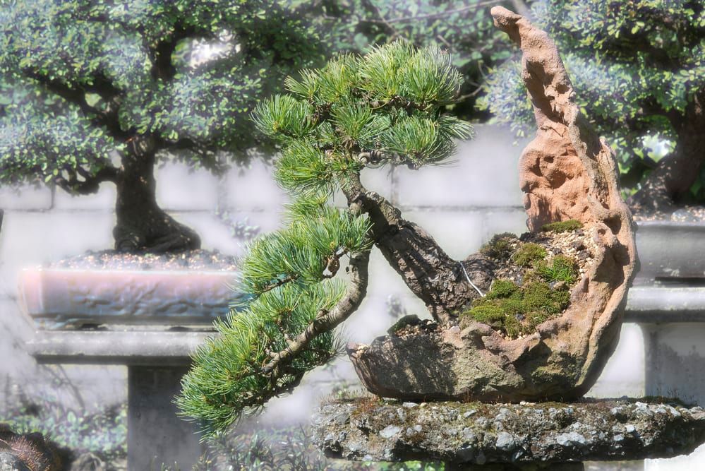 spruce bonsai tree in pot handmade in the garden