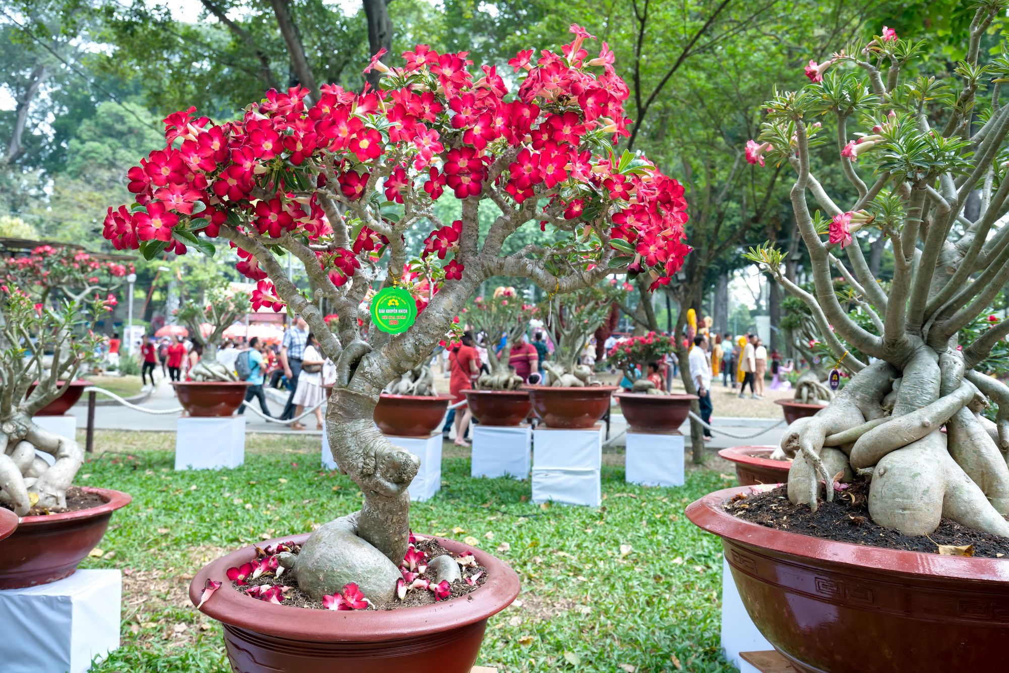 Pink flowering bonsai tree with a twisted trunk planted in a large pot in a park surrounded with other bonsai trees and several people on the background