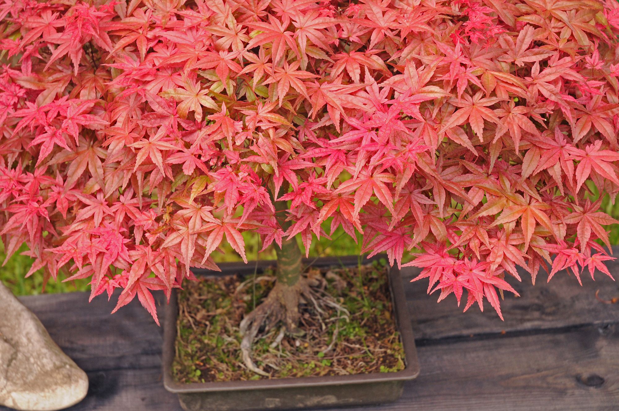 Salmon pink colored leaves of little bonsai tree planted in a rectangular pot