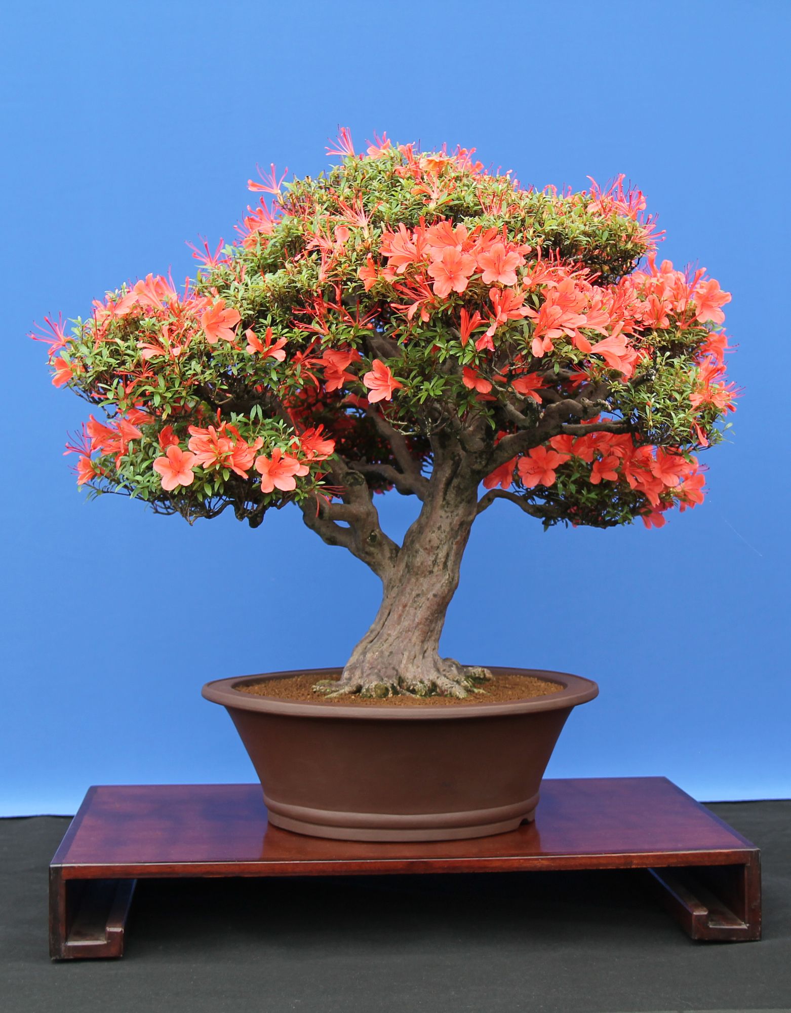 Bonsai tree planted in a modern rounded pot situated in a solid platform blooming in orange flowers