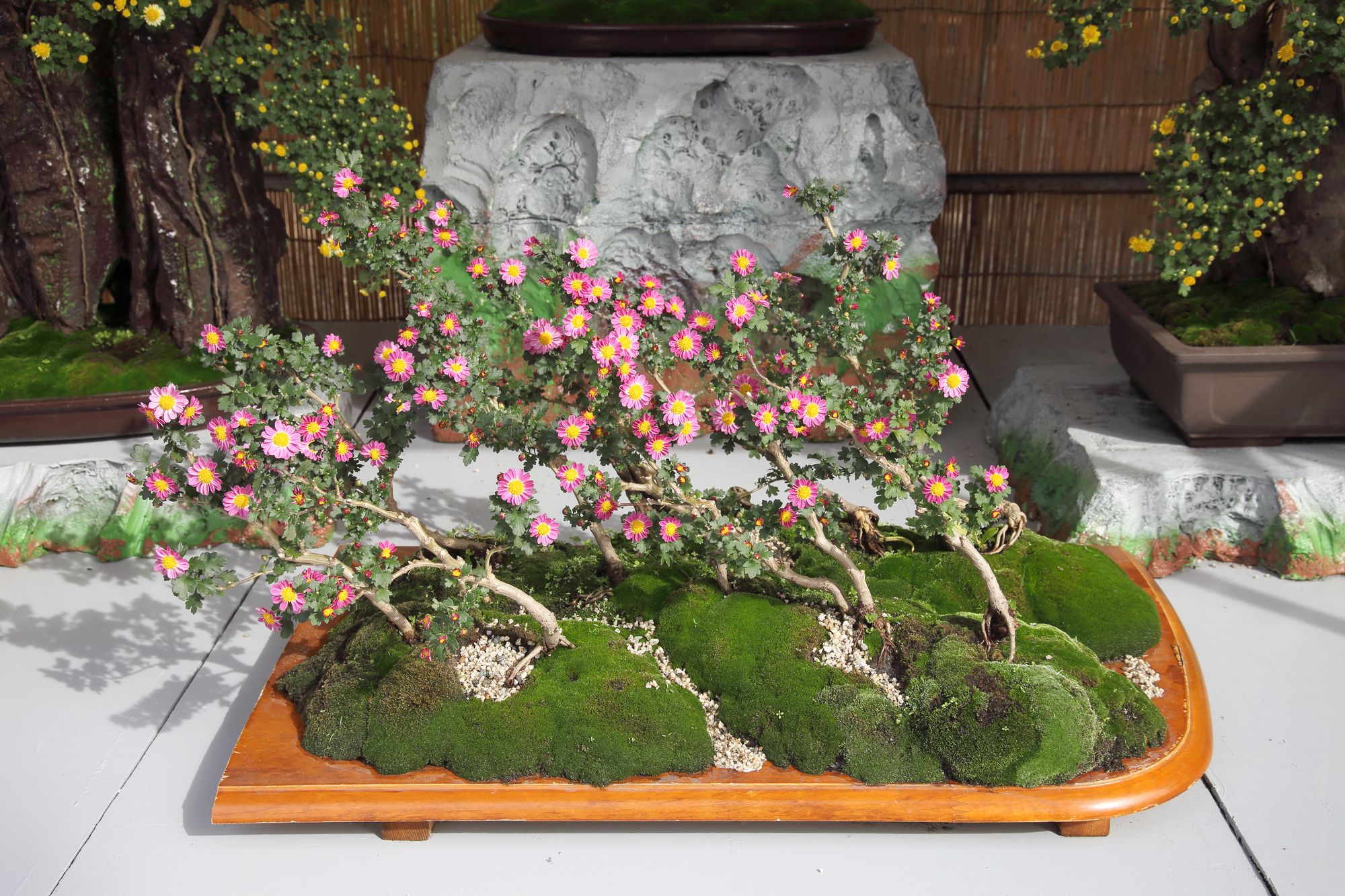 Several flowering bonsai with slant trunks situated in a wooden platform with two flowering bonsai on the background