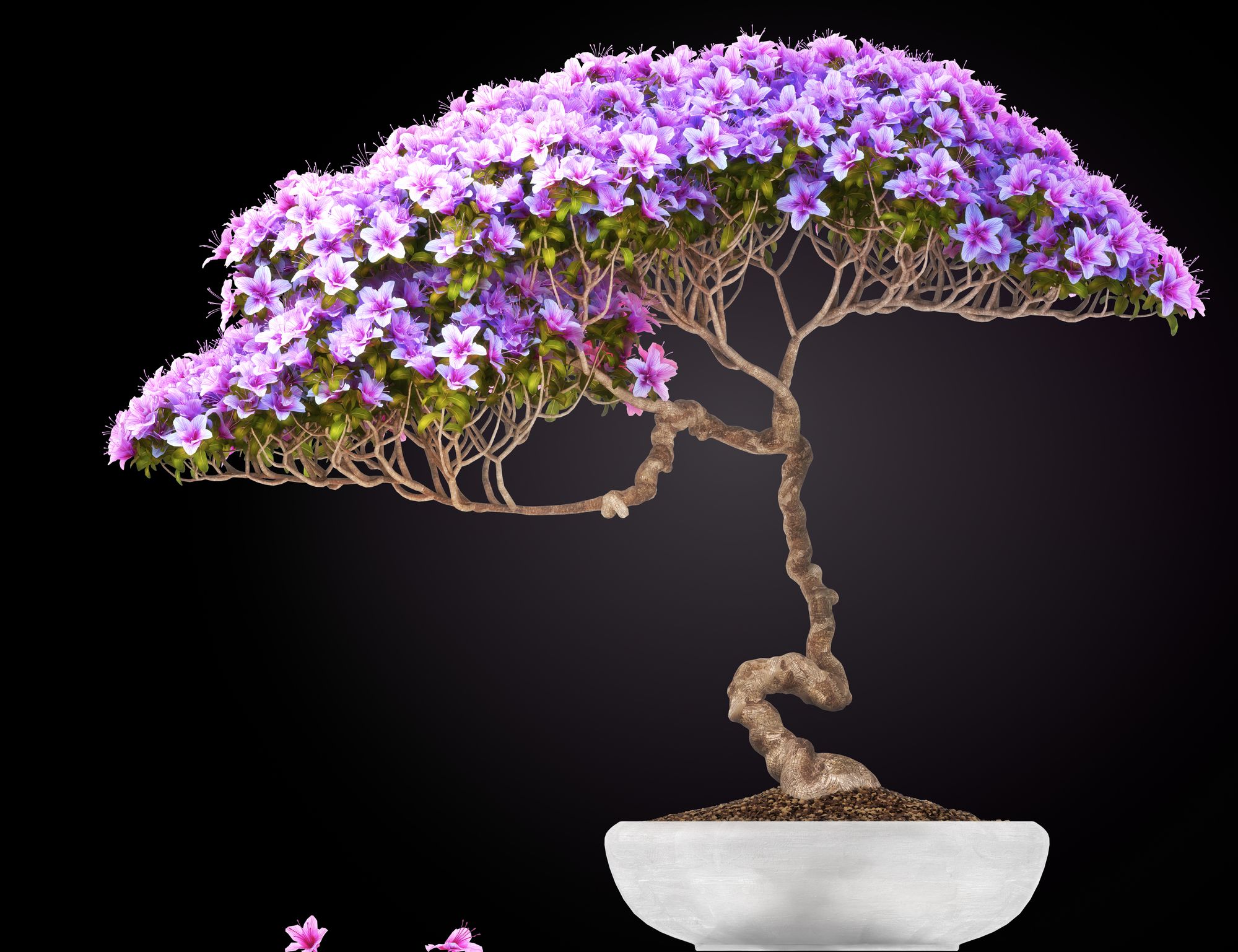 Twisted trunk of purple flowering bonsai tree planted in a rounded white pot
