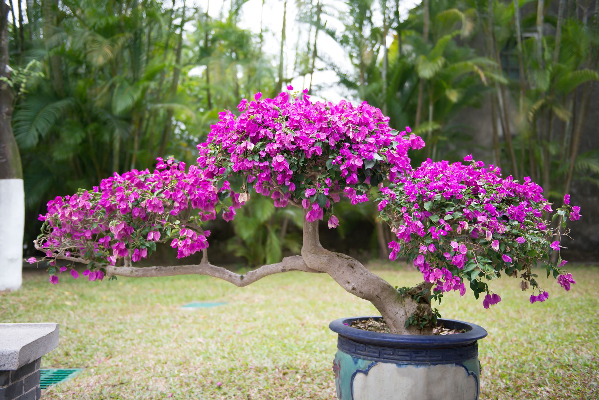 Slanting bonsai trunk blossoming in purple colored flowers planted in a pot situated outside