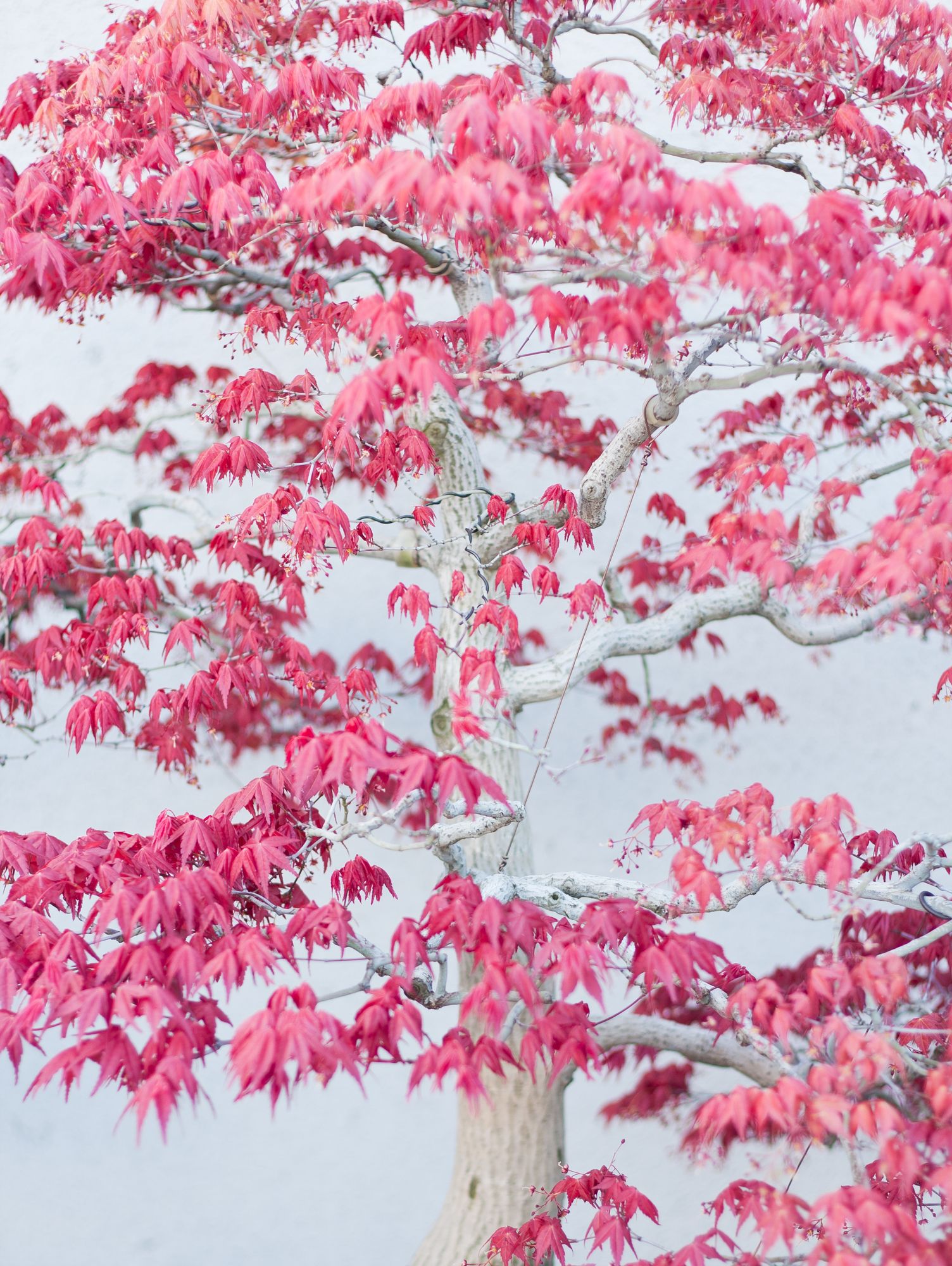 Tall bonsai tree with pink leaves and a white trunk and branches