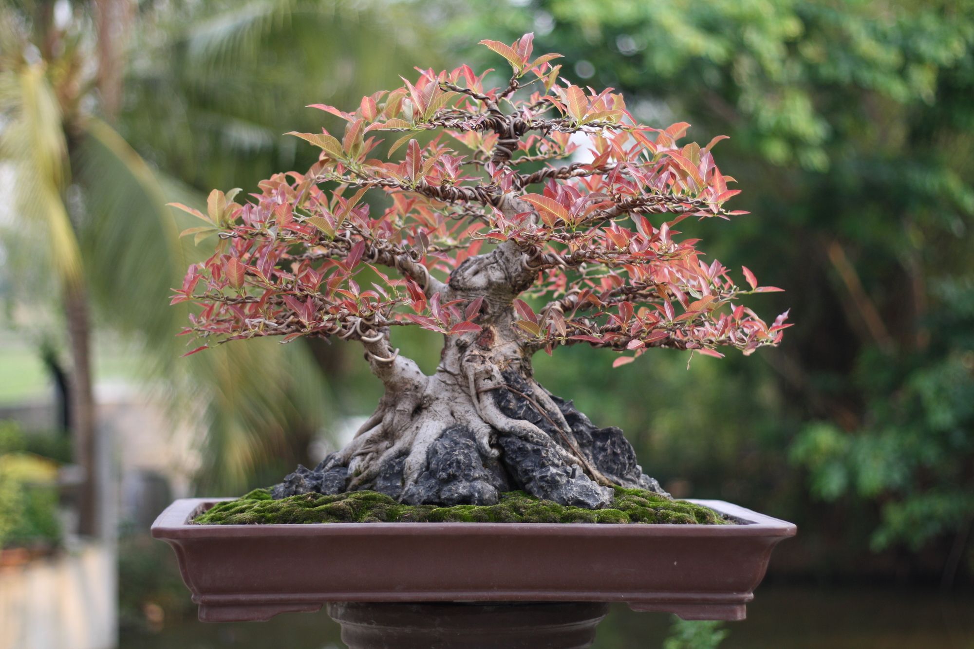 Small bonsai tree planted in a old rectangular pot situated in a high elevation