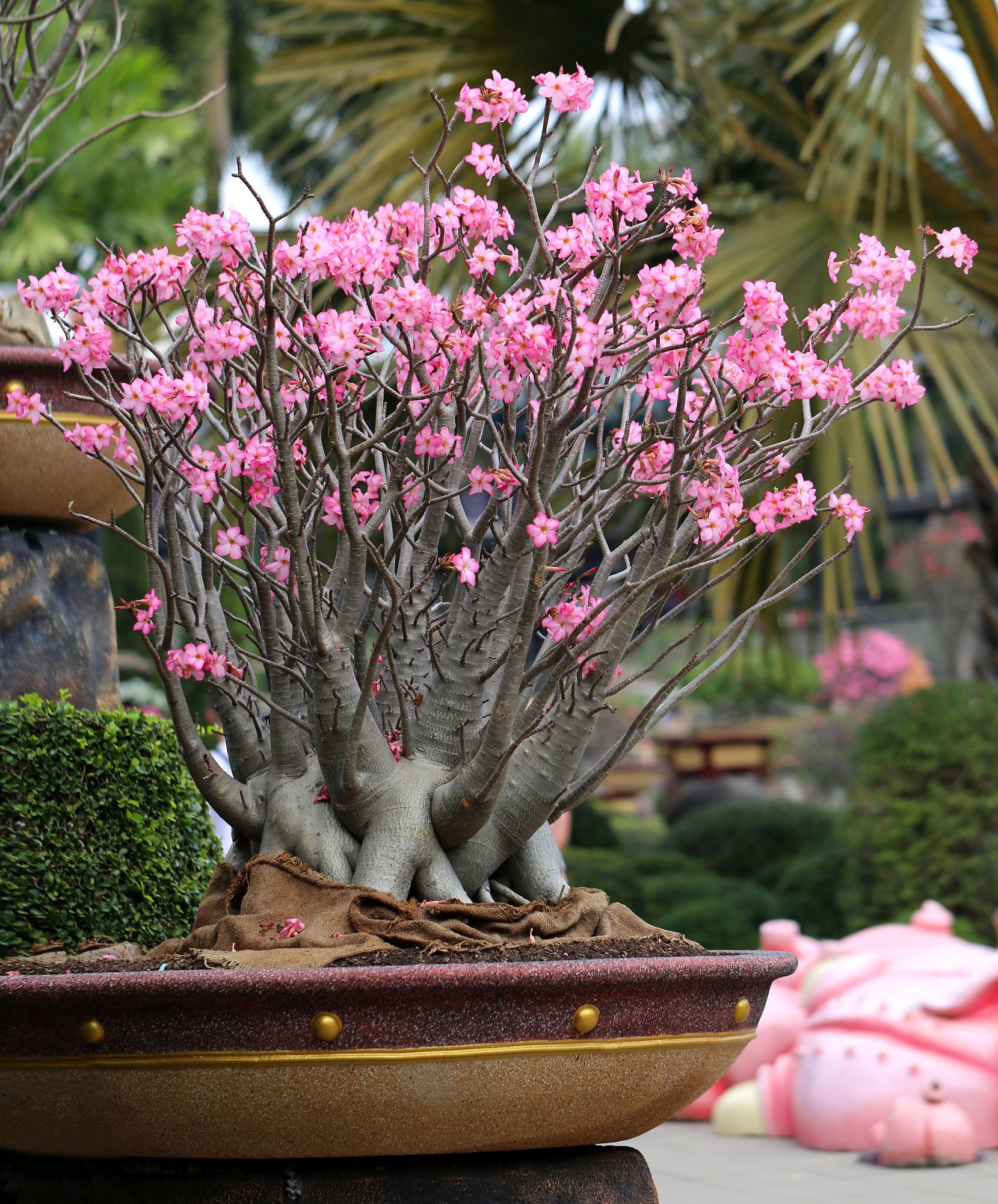 Grown bonsai tree with several branches blossoming with pink flowers situated outside