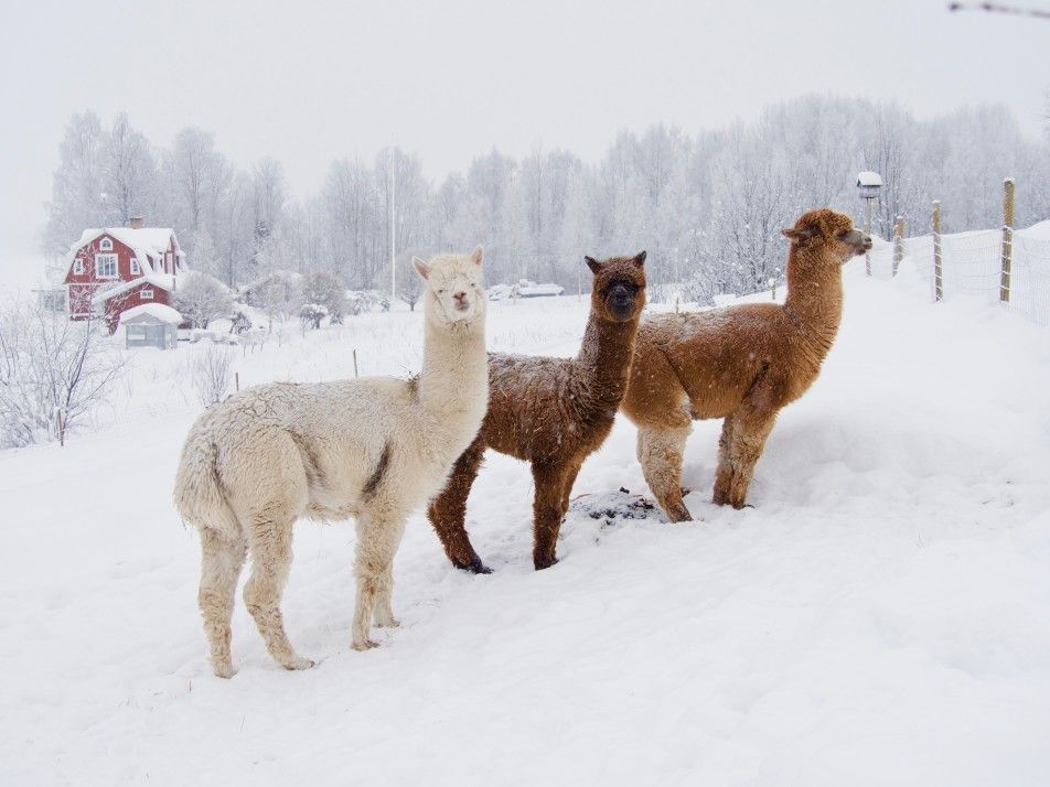 alpaca farm in winter with deep snow