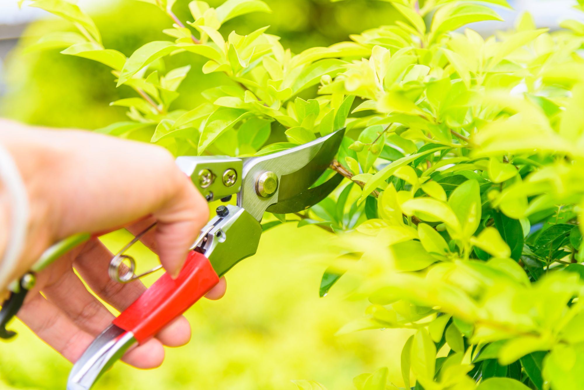 Everything You Need to Know About Japanese Bonsai Trees