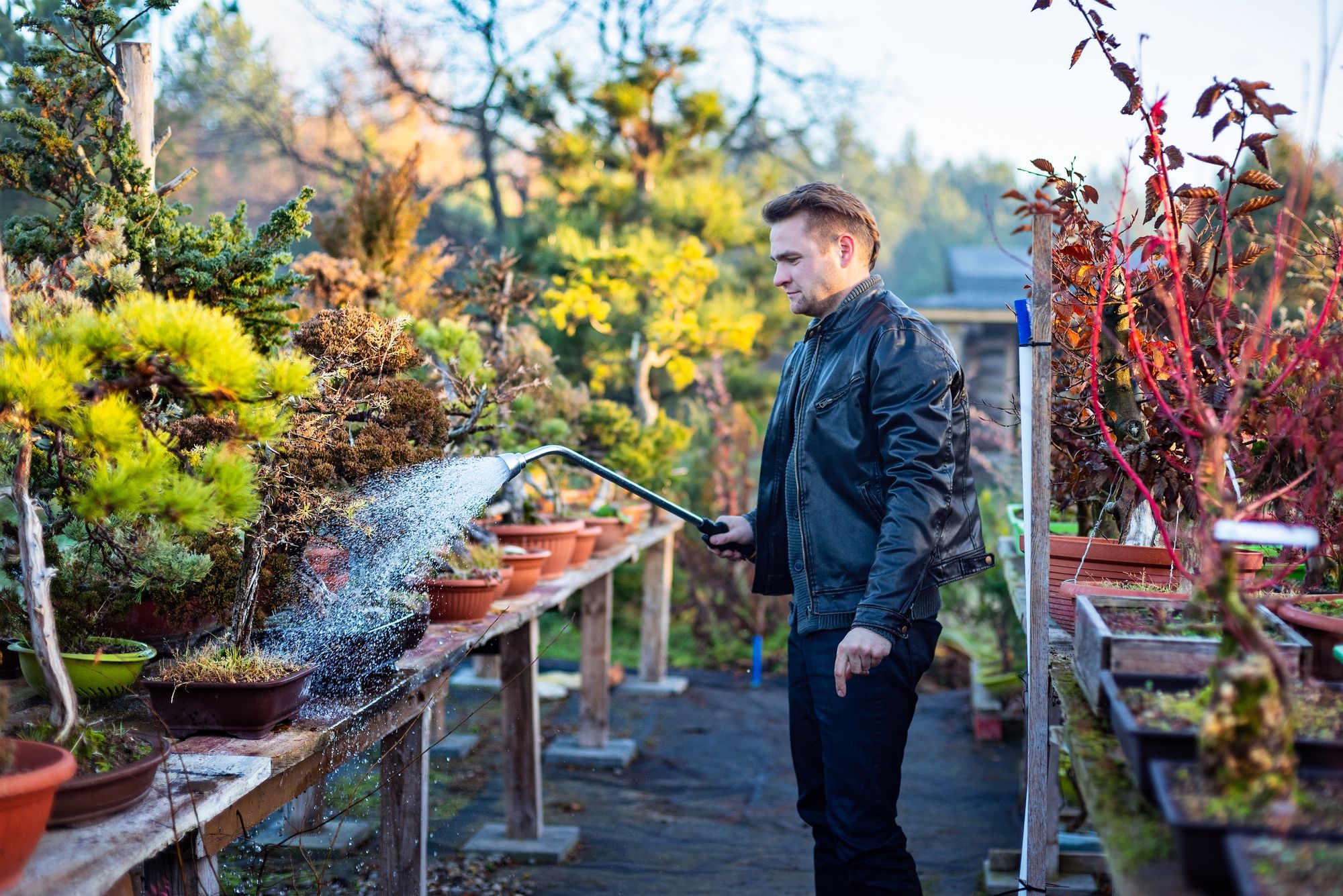 The Art of Growing Bonsai Trees