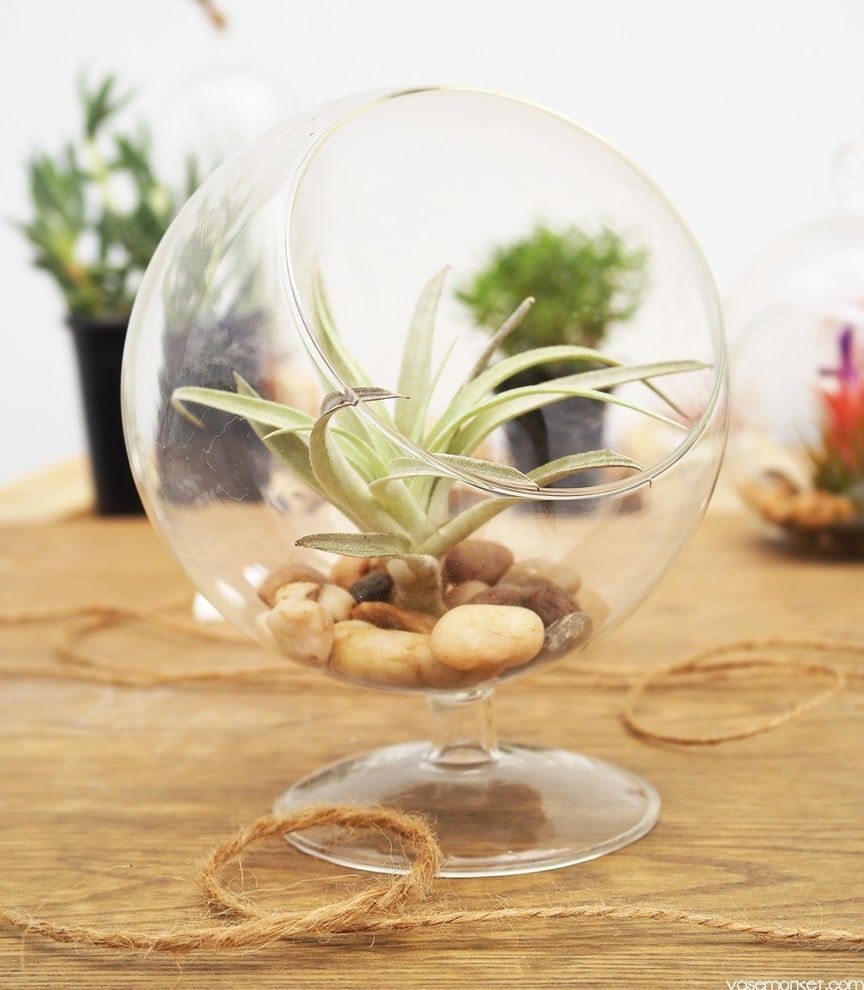 Transparent glass florarium with succulent placed inside along with stones