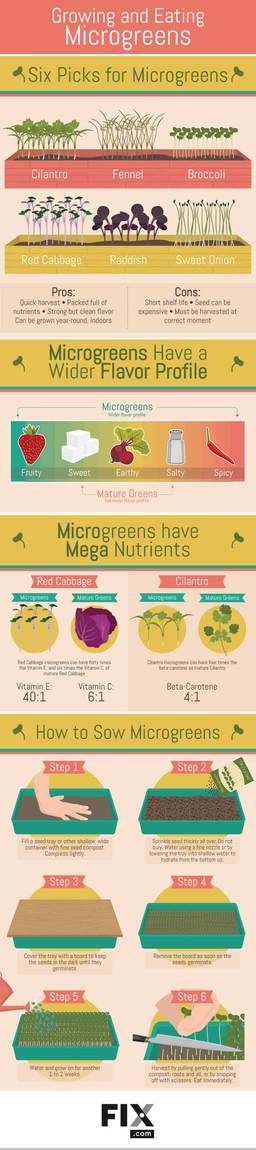 All You Need To Know About Microgreens Infographics