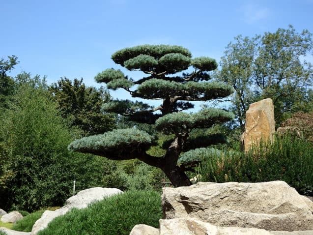 13 Stunning Giant Bonsai Trees with Pictures!