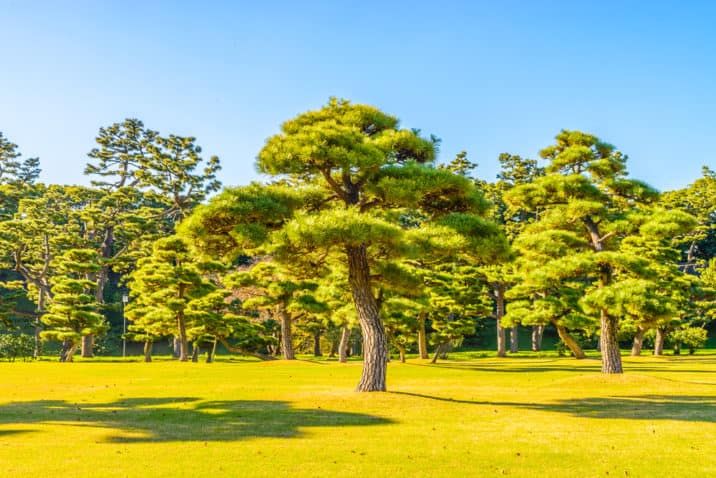 13 Stunning Giant Bonsai Trees with Pictures!