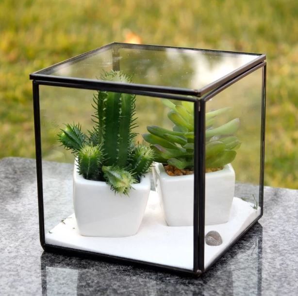 Two succulents planted on a white pot both enclosed inside a transparent glass cube