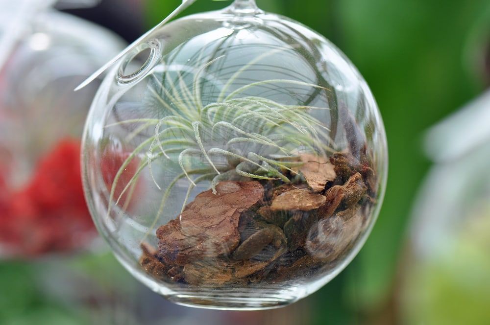 Hanging glass sphere terrarium with plants growing inside.