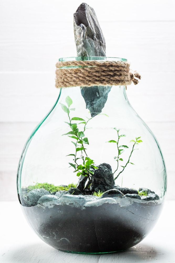 Small live plants in a jar, save the earth concept