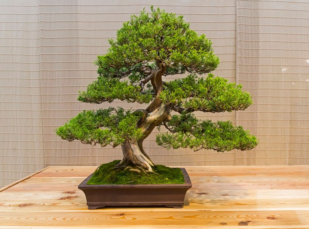 Bonsai - Chinese juniper (Juniperus chinensis). Age - about 60 years. Exhibition of Bonsai in Aptekarsky Ogorod (a branch of the Botanical Garden of Moscow State University), Moscow, Russia, November 2017.