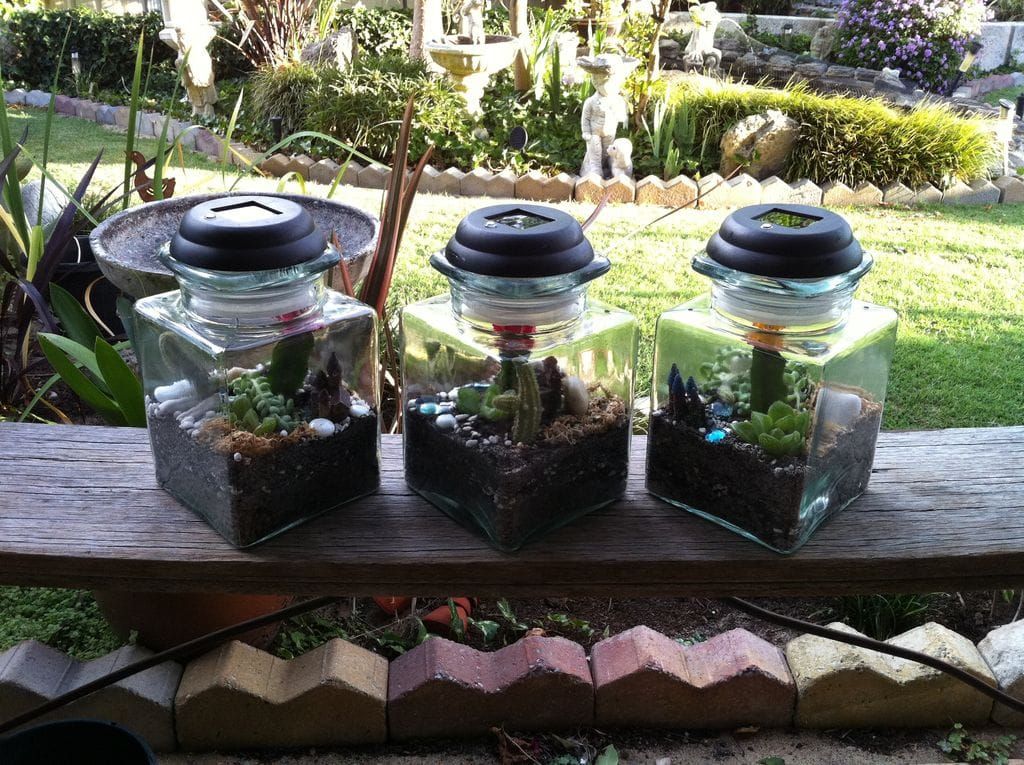 Three transparent glass in a backyard with succulents inside planted in a soil inside