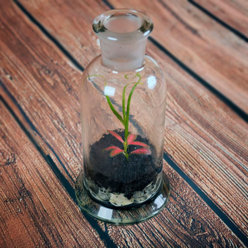 Terrarium bottle decorated with small plants on wooden background