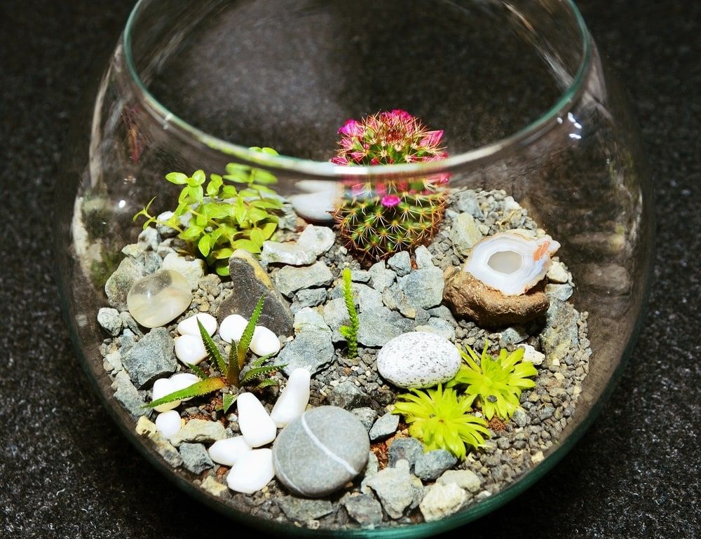 Table top indoor decorative miniature garden in clear glass bubble with cactuses and succulents. Decorative glass vase with succulent and cactus plants. Glass interior terrarium with succulents and cactuses.