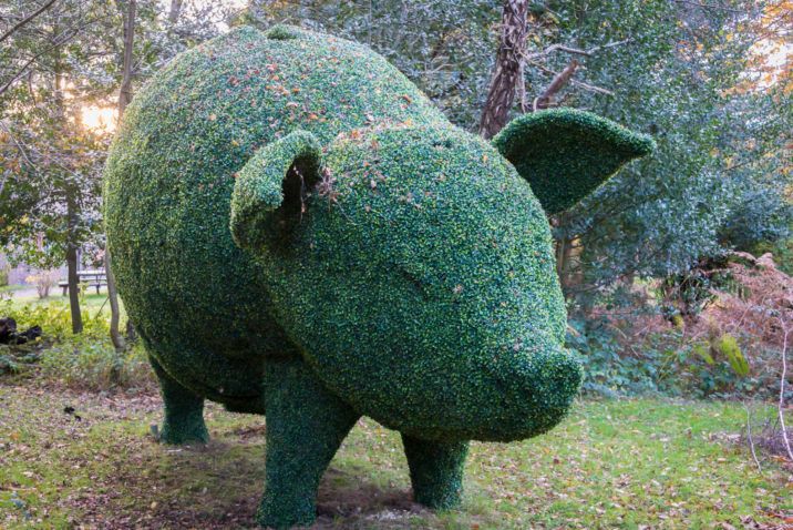 hedge shaped into a topiary pig