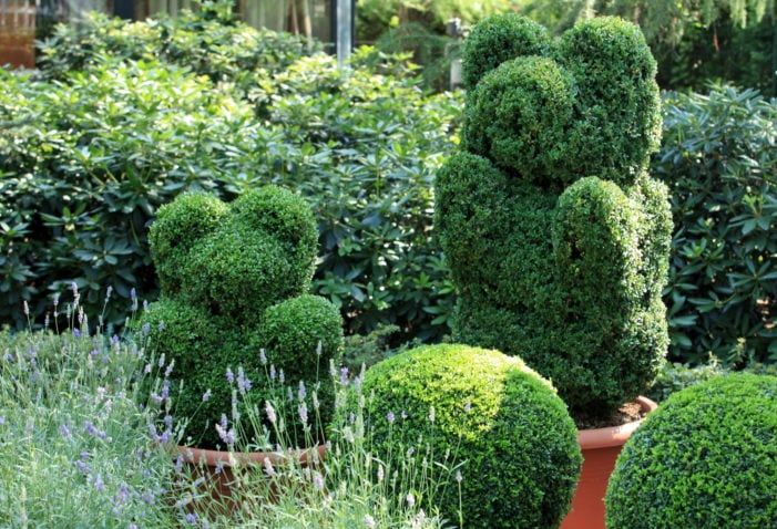 green bear in topiary garden