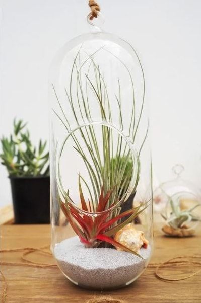 Elongated transparent glass with succulent planted on a white sand inside.