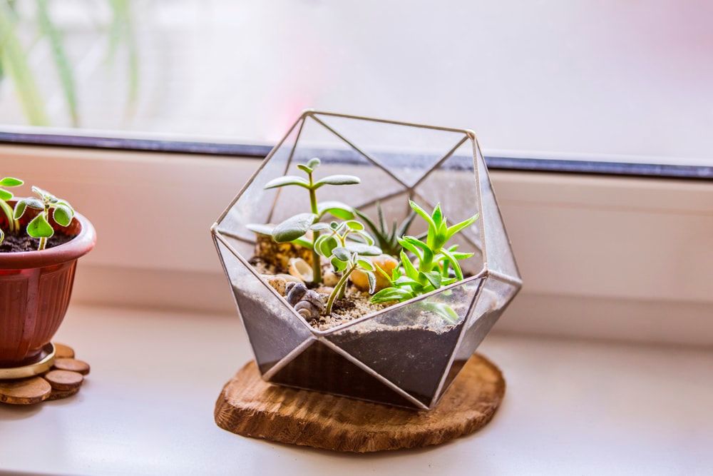 Florarium with succulents. Fashionable geometric glass pot for cacti.