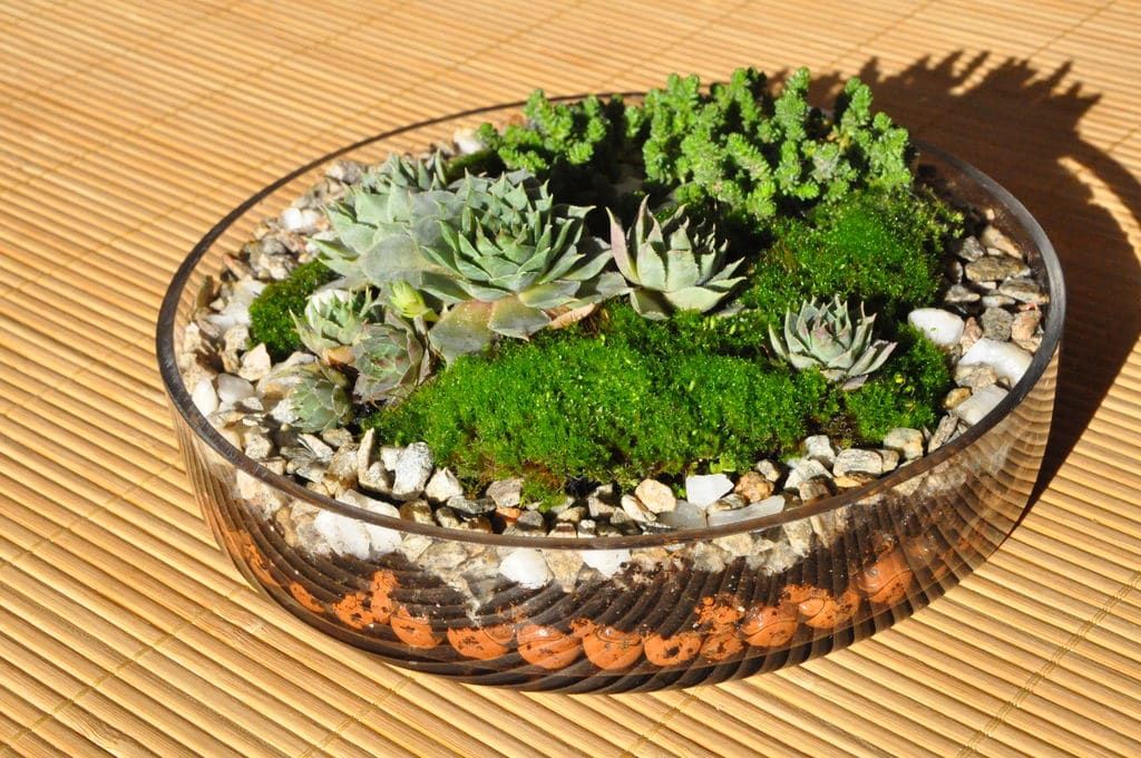 Flat rounded transparent glass with stones inside and several succulents planted
