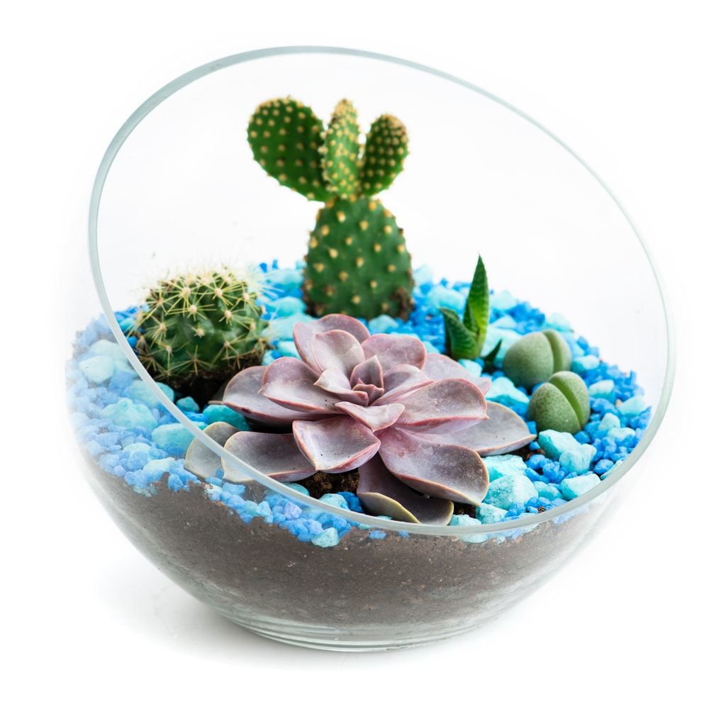 florarium in glass pots with cacti and succulents